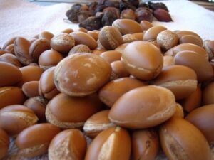 argan_tree_seeds